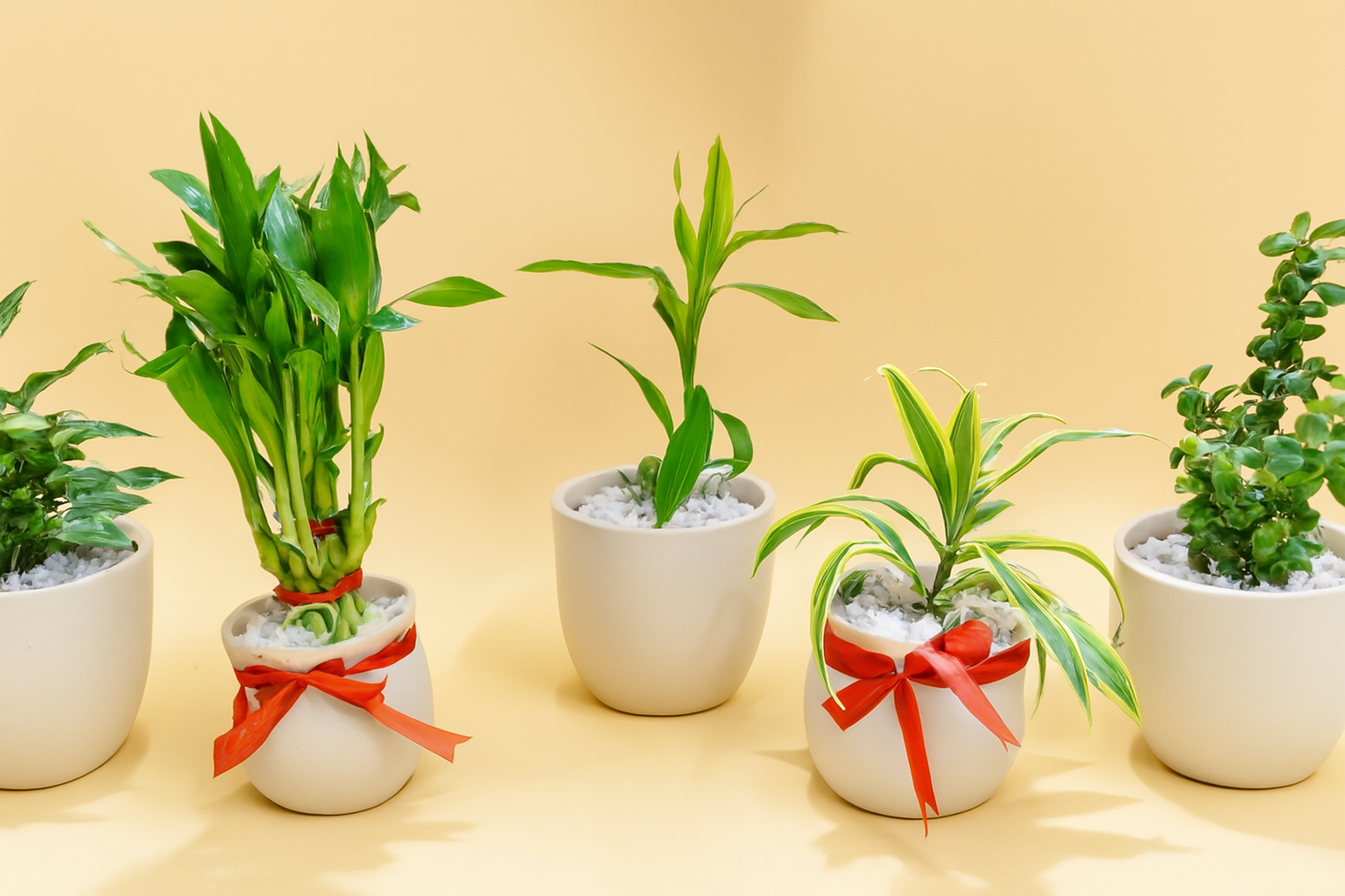 Eco Friendly Gifts
